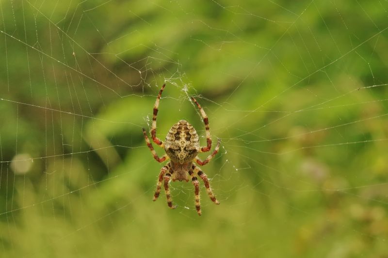 Common Spiders Extermination in Frisco, TX