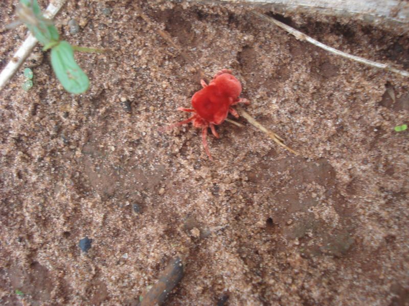 Mites Extermination in Katy, TX