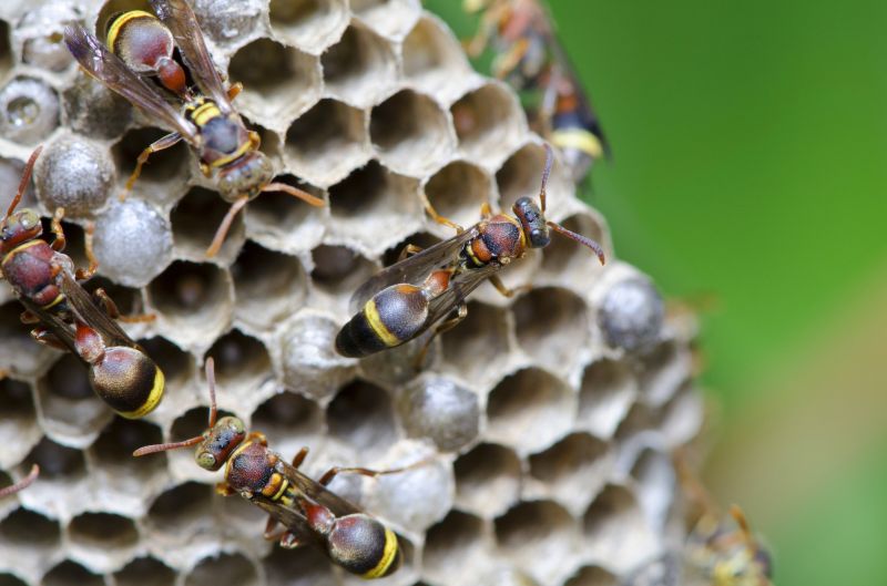 Hornet Nest Removal