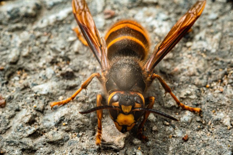 Hornet Nest Removal