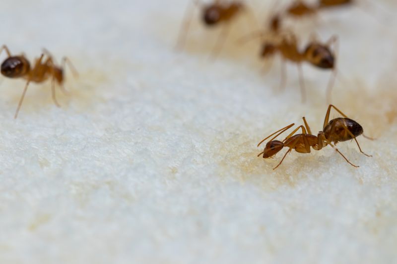 Ant Control Service in New Braunfels, TX