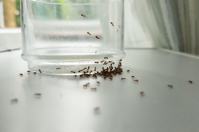Ant Control Service in Mckinney, TX