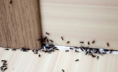 Ants Extermination Service in Rockwall, TX
