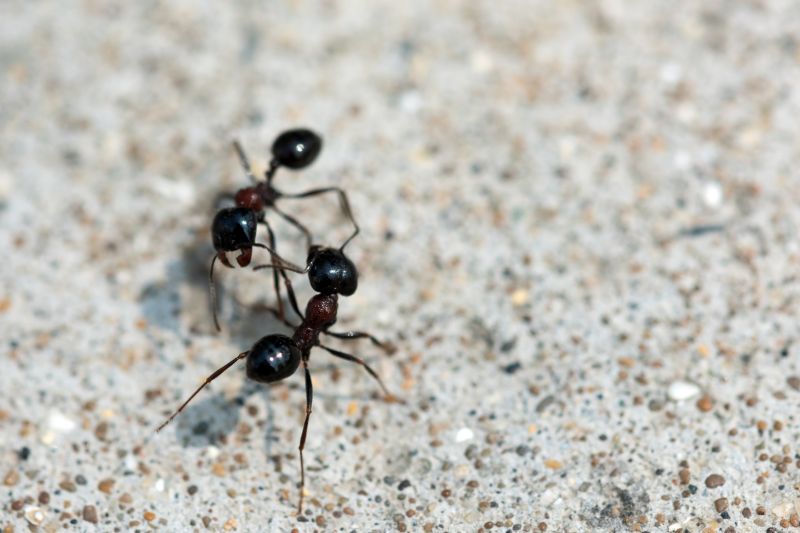 Ants Extermination Service in Mckinney, TX