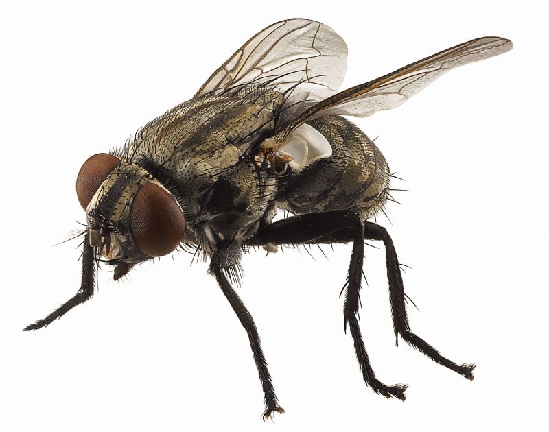 Fly Control Service in Mckinney, TX
