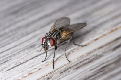 Fly Extermination in Fort Worth, TX