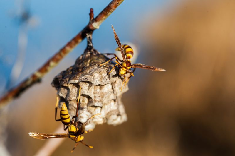 Hornet Nest Removal Cost — Cost of Hornet Nest Removal