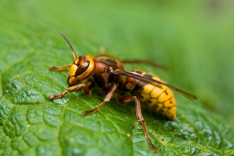 Hornet Nest Removal