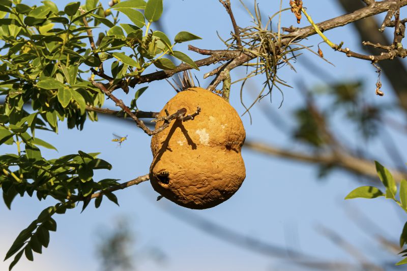 Nest in a Tree