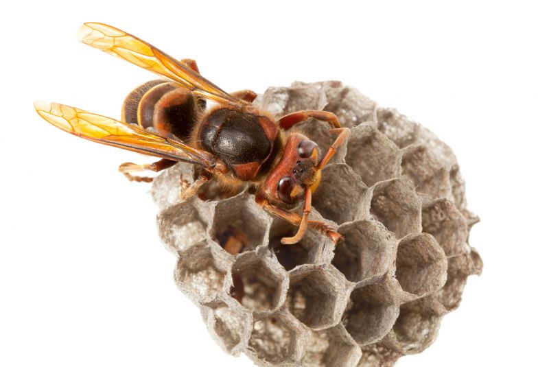 Removing Hornet Nests Safely