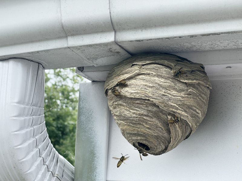 Hornet Nest on Building Eaves