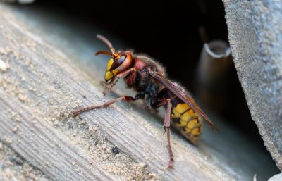 Close-up of Hornet Swarm