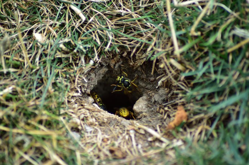 Hornet Nest on Porch