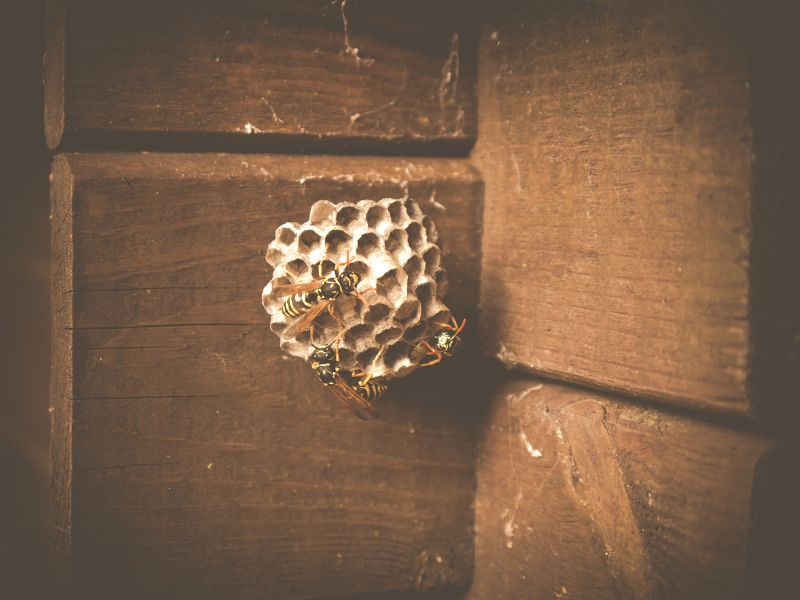 Hornet Nest in Summer
