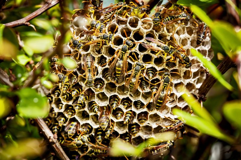 Hornets Protecting Nest