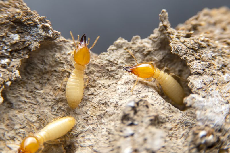 Termite Damage