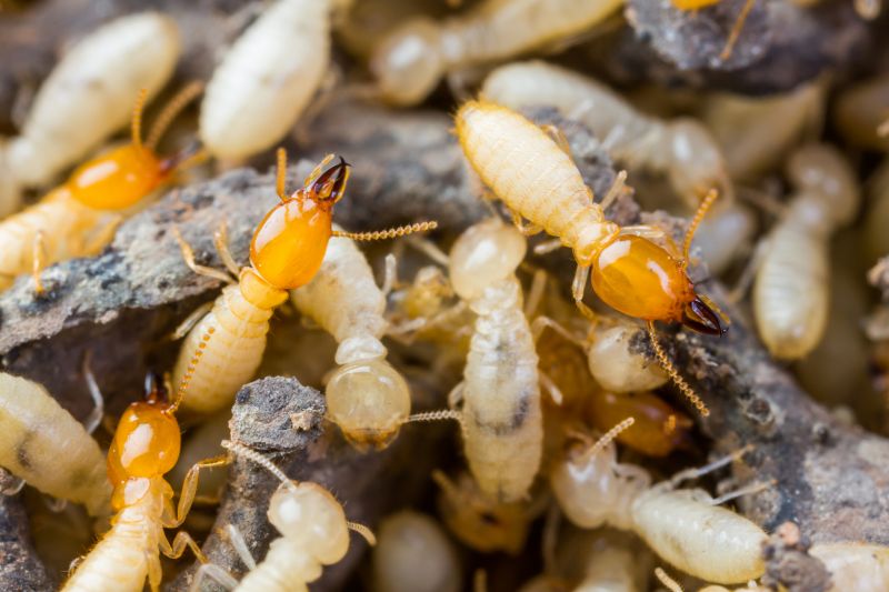 Termite Tenting in Gwinnett County, GA