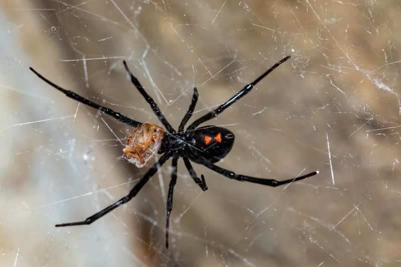 Wolf Spider Removal in Denton, TX