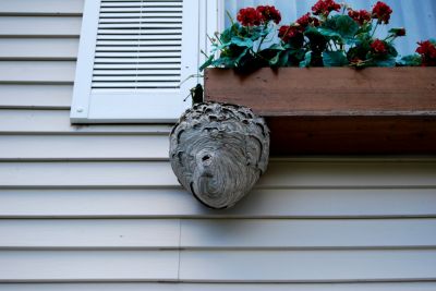 A Hornet's Nest is Unsightly!