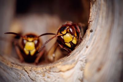 Hornets in a Nest are Prepared to Attack!